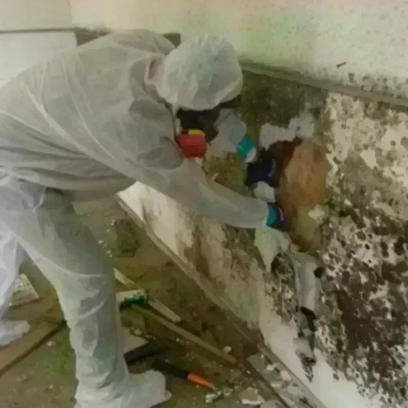 Mold Remediation and Removal in Stanley, NC